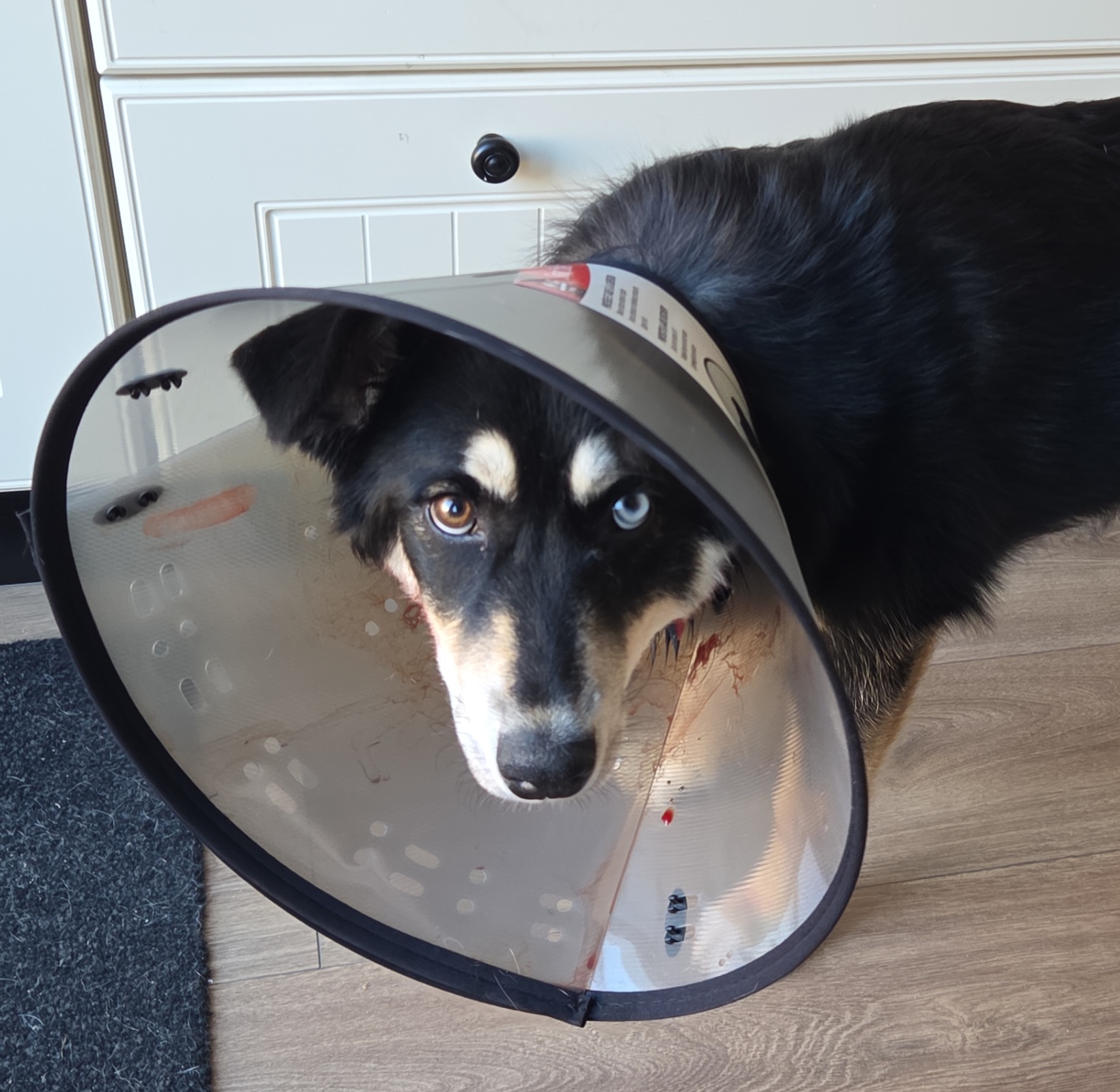 Zoë as Little Helper with cone